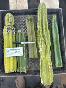 #EC281 EXACT Trichocereus TLC Pachanoi Cactus NOT-PC Grafting Bargain Cuttings Lot