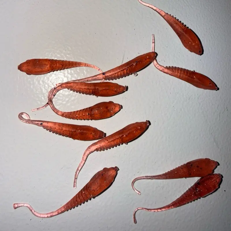 Crappie minnows