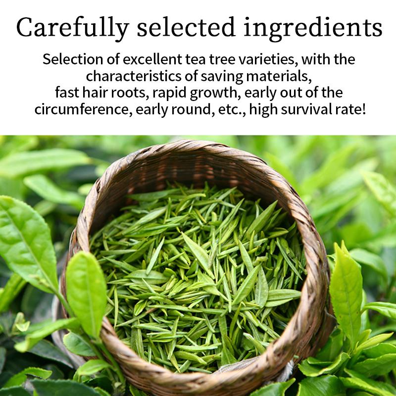 Chuanglu Matcha-2-100g Pure Matcha Powder from China No Sugar Instant Drinks Cooking Exclusive Tea Rich Taste Pure 100% Matcha No Addition Instant Drinks No Sugar - Flavor