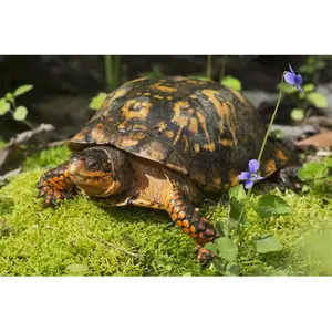 Posterazzi  Eastern Box Turtle on Sphagnum Moss Among Blue Violets - Connecticut USA Poster Print - 19 x 12 in.