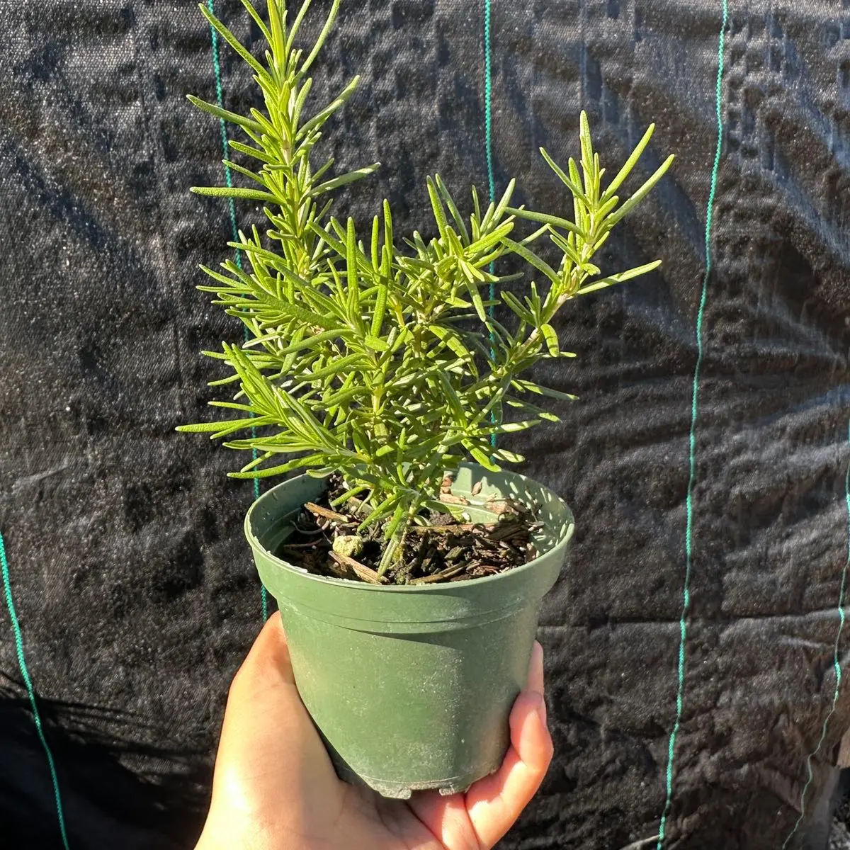 Rosemary plant 4 in herb  plant home grown