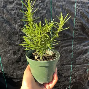 Rosemary plant 4 in herb  plant home grown