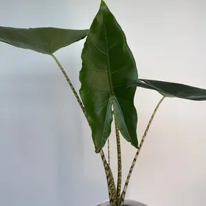 Xl Alocasia Zebrina Reticulata 6" Pot Rare House Plant for Beginners with Unique Leaves Vibrant Green Color