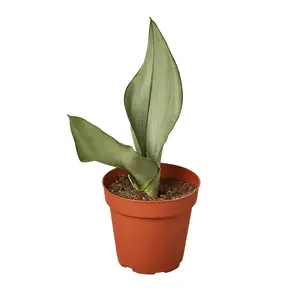 212 MAIN 4 in Stylish Water Retention Nursery Pot, Garden Planter for Snake Plant Moonshine (Dropship Eligible)
