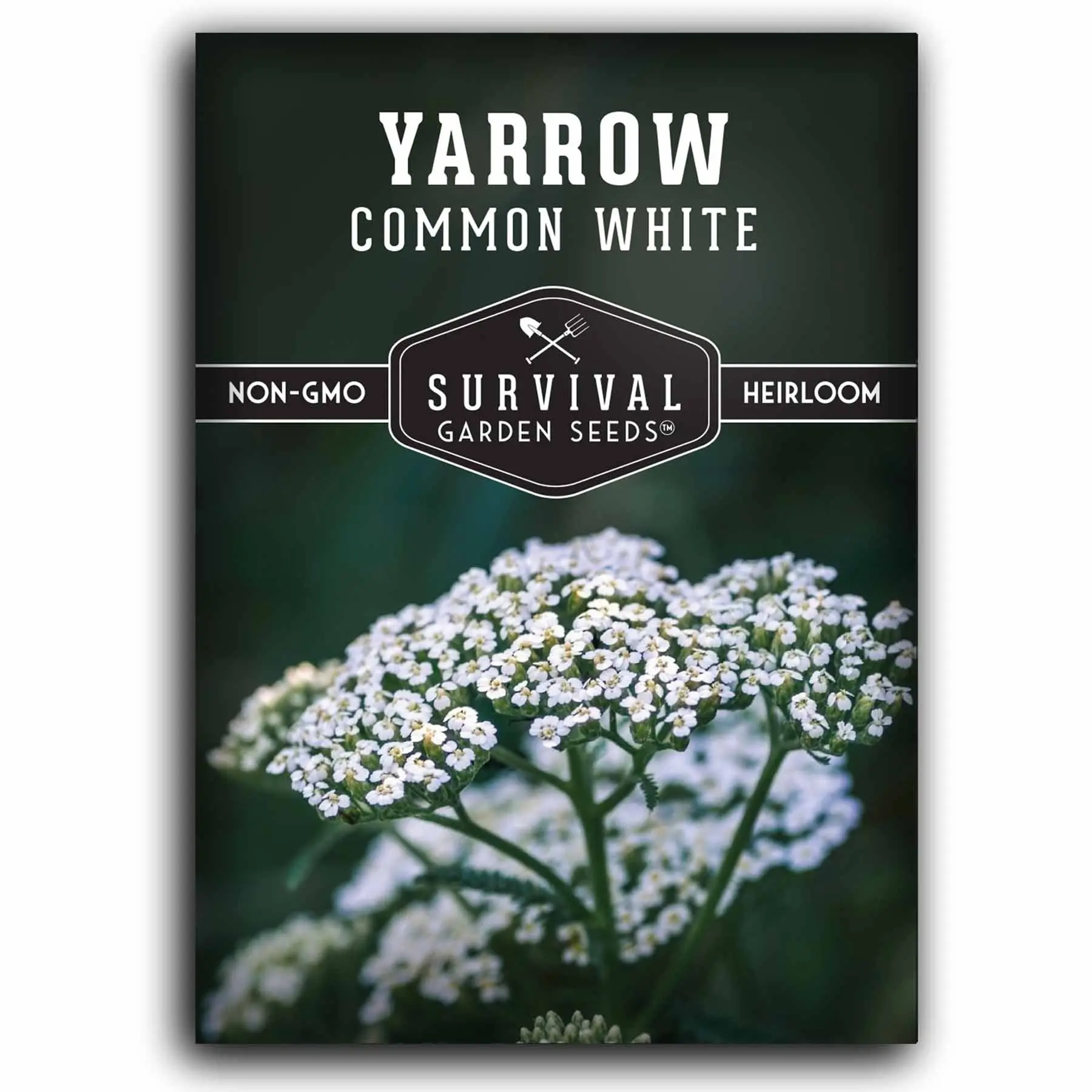 White Yarrow Seeds - Heirloom flower seeds