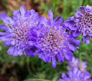 300 Scabiosa Seeds Mix Double Scabiosa atropurpurea Butterfly Rare Pincushion Flower