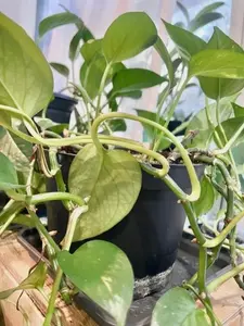 LIVE PLANT Pothos Epipremnum Aureum 4.5" Pot with water tray