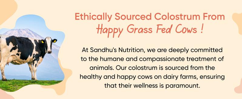 【Sandhus】Bovine Colostrum Digestive Health For Daily Health, Powder 0.28 LBS