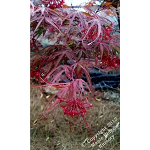 Acer palmatum 'Scolopendrifolium Rubrum' Red Japanese Maple
