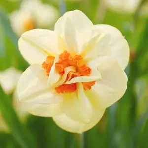 100Pcs Double Petals Narcissus Seeds Daffodil Seeds Perennial Non-GMO Great Entry-Level Plant Fragrant Ornamental Container Indoor Garden Plant Flower Seeds