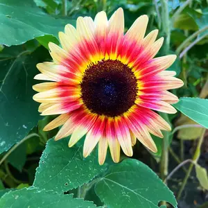 100pcsStrawberry Blonde Sunflower Seeds - Open-pollinated, Tri-color Helianthus Annuus - Non-gmo, Heirloom Garden Seeds