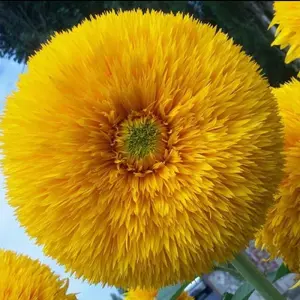 100 Seeds Teddy Bear Sunflower and Cut Sunflower Seeds Heirloom Non-GMO Individually Packaged