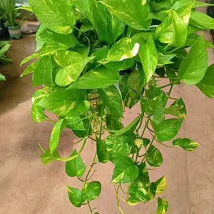 LZ02 / 6 Inch Potted Long Variegated Golden Pothos Live Houseplant, Trailing Devil’s Ivy With Extended Vines & Cream-Gold Marbled Heart Leaves, Low Maintenance Tropical Greenery for Shelves, Hanging Displays & Everyday Indoor Home Styling