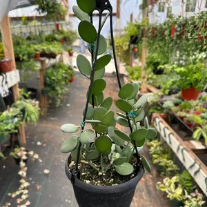 6” String of Coins Silver dollar Xerosicyos Danguyi succulent 6” String of Coins Silver dollar Xerosicyos Danguyi succulent