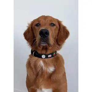 Live Sale Pin Collars