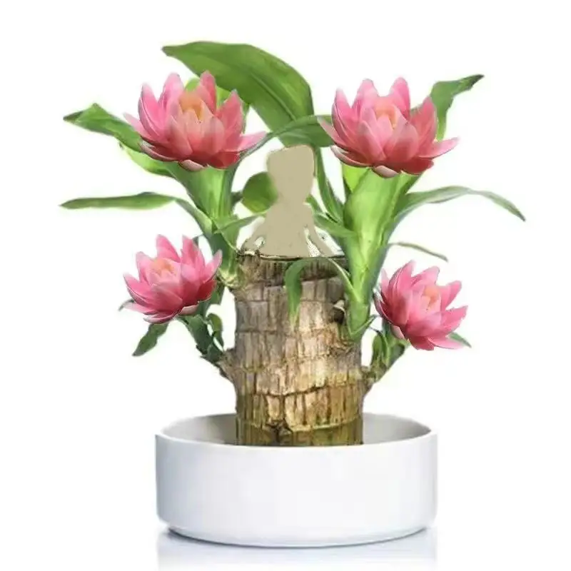 Brazilian Lucky Wood Doll with Base for Luck and Wealth, Easy to Grow Indoors