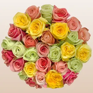 Rainbow Pastel Fresh  Roses - Premium Ecuadorian Import 50cm Total Length for Spring Easter Decorations