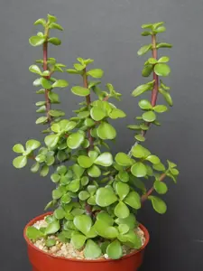 PORTUCALARIA AFFRA Green rare elephant bush mini jade tree bonsai 4" plant