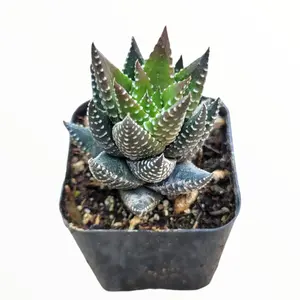 Haworthia reinwardtii 'African Pearls'