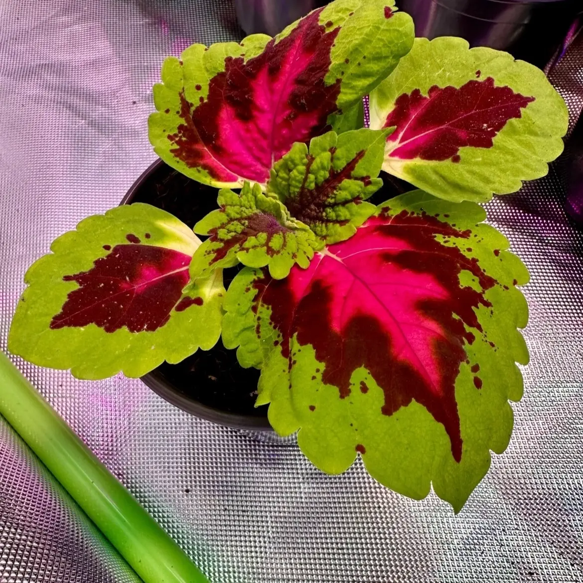 Kong Pink Salmon Coleus Live Plant (2 Pack) - Unique Salmon-Pink Leaves with Green Edges