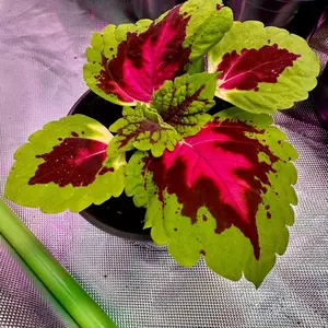 Kong Pink Salmon Coleus Live Plant (2 Pack) - Unique Salmon-Pink Leaves with Green Edges