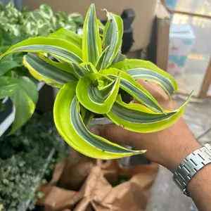 Dracanea Lemon Surprise - 4” Pot
