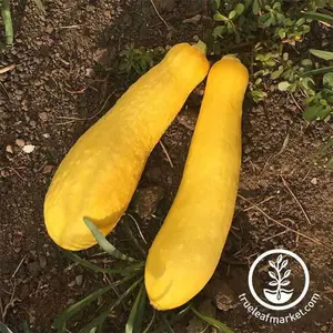 Squash Seeds - Summer - Early Prolific Straightneck Squash Seeds - Summer - Early Prolific Straightneck