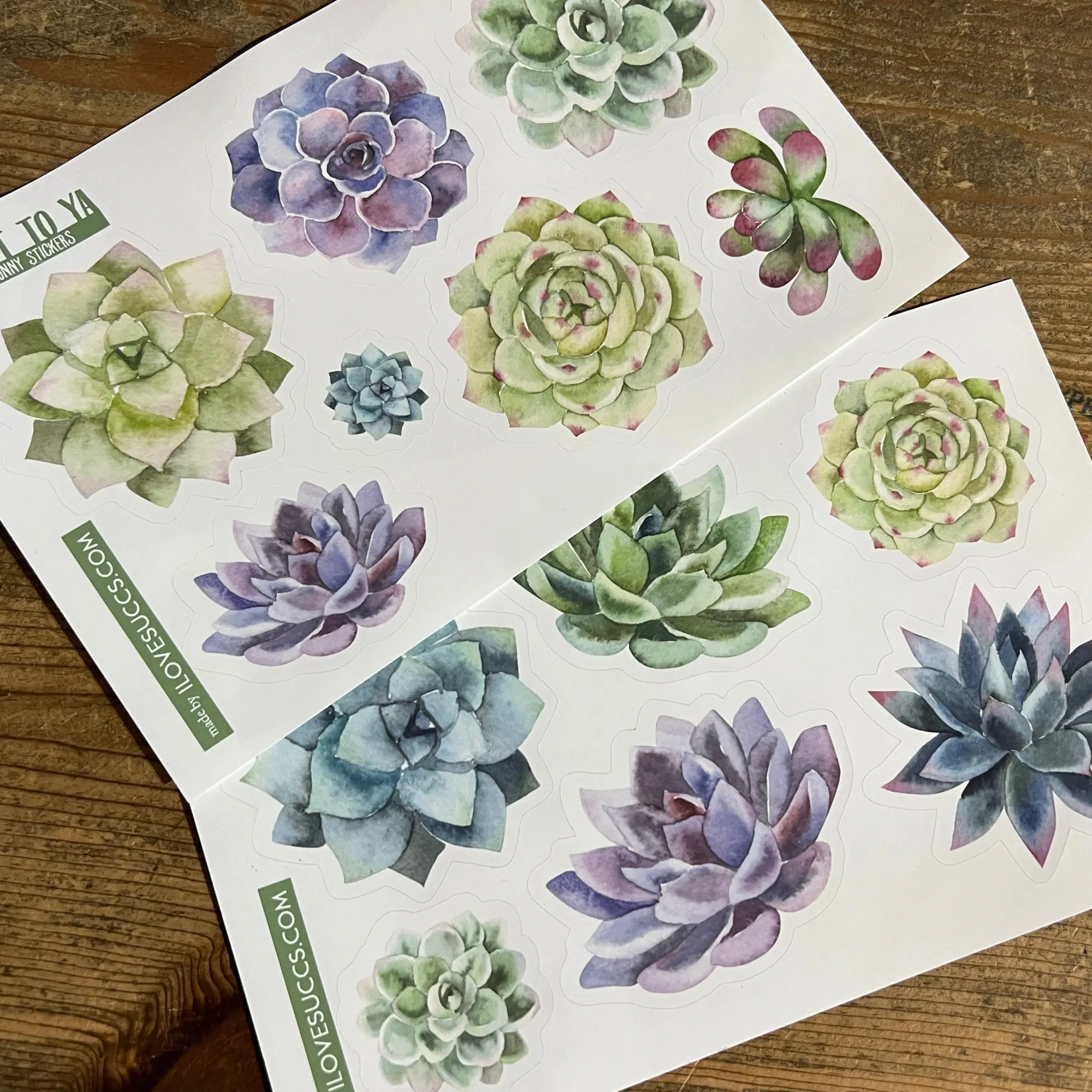 Succulent Stickers with Plant Puns, Variety Packs