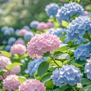 300PCS Hydrangea Shrub Seeds – Low Maintenance Flowering Plants for Colorful Landscaping Year After Year