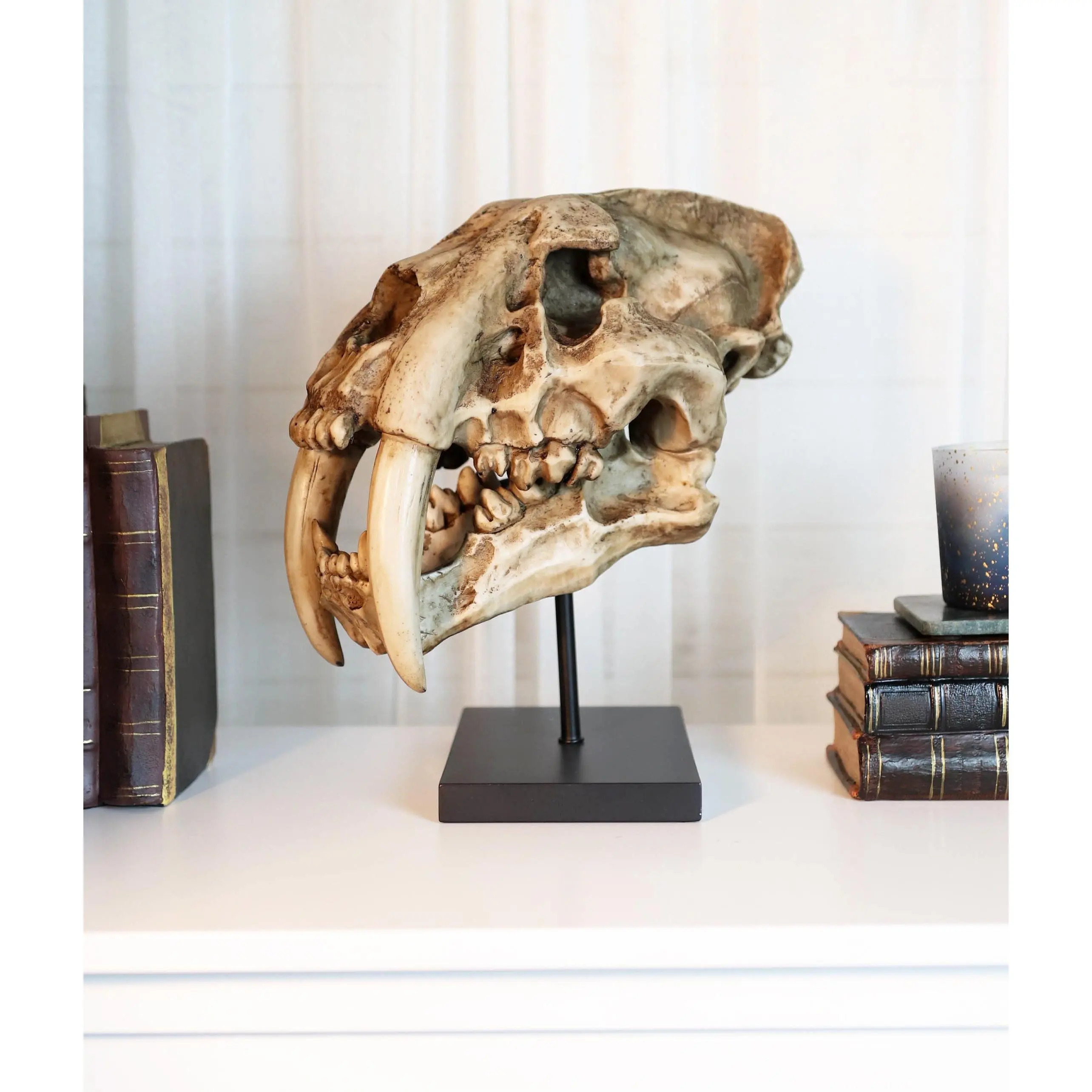 Sabertooth Tiger Cat Fossil Skull Skeleton Replica Statue With Museum Pole Mount