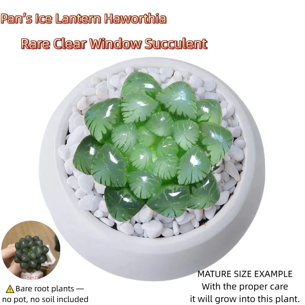 Crystal Jelly Ice Lantern Haworthia Live Succulent Plant, Small Office Desk Decor Bare Root Potted Succulent, Easy Care Indoor Mini Rosette Haworthia Cooperi