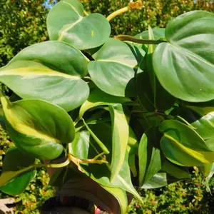 Brasil Heartleaf Philodendron | Tropical Indoor Houseplant | Beginner Friendly