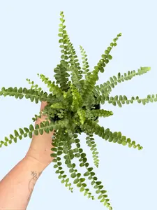 4” Lemon Button Fern - Nephrolepis cordifolia 'Duffii" - Dwarf Boston Fern Variety - Easy Care & Safe for Pets