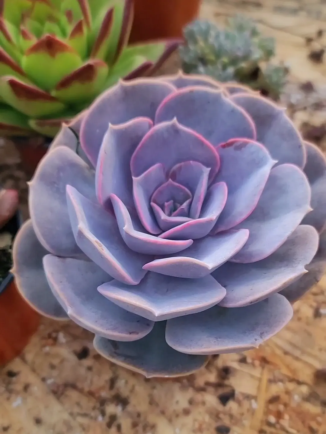 Echeveria Castor in 3.5 inch pot live succulent plant