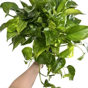 8” Golden Pothos -Live Plant