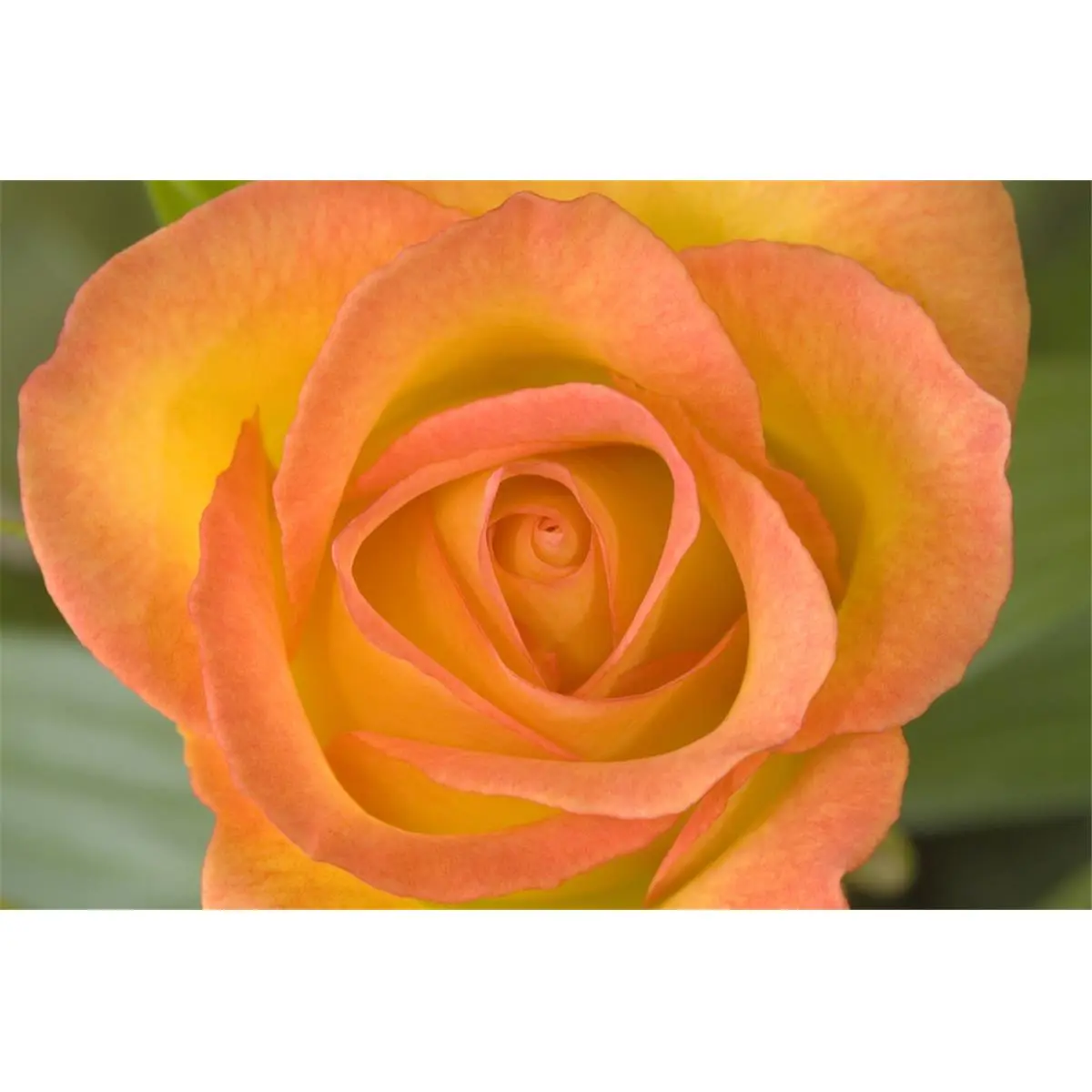 Hybrid Tea Rose Circus Poster Print by John Pitcher, 17 x 11
