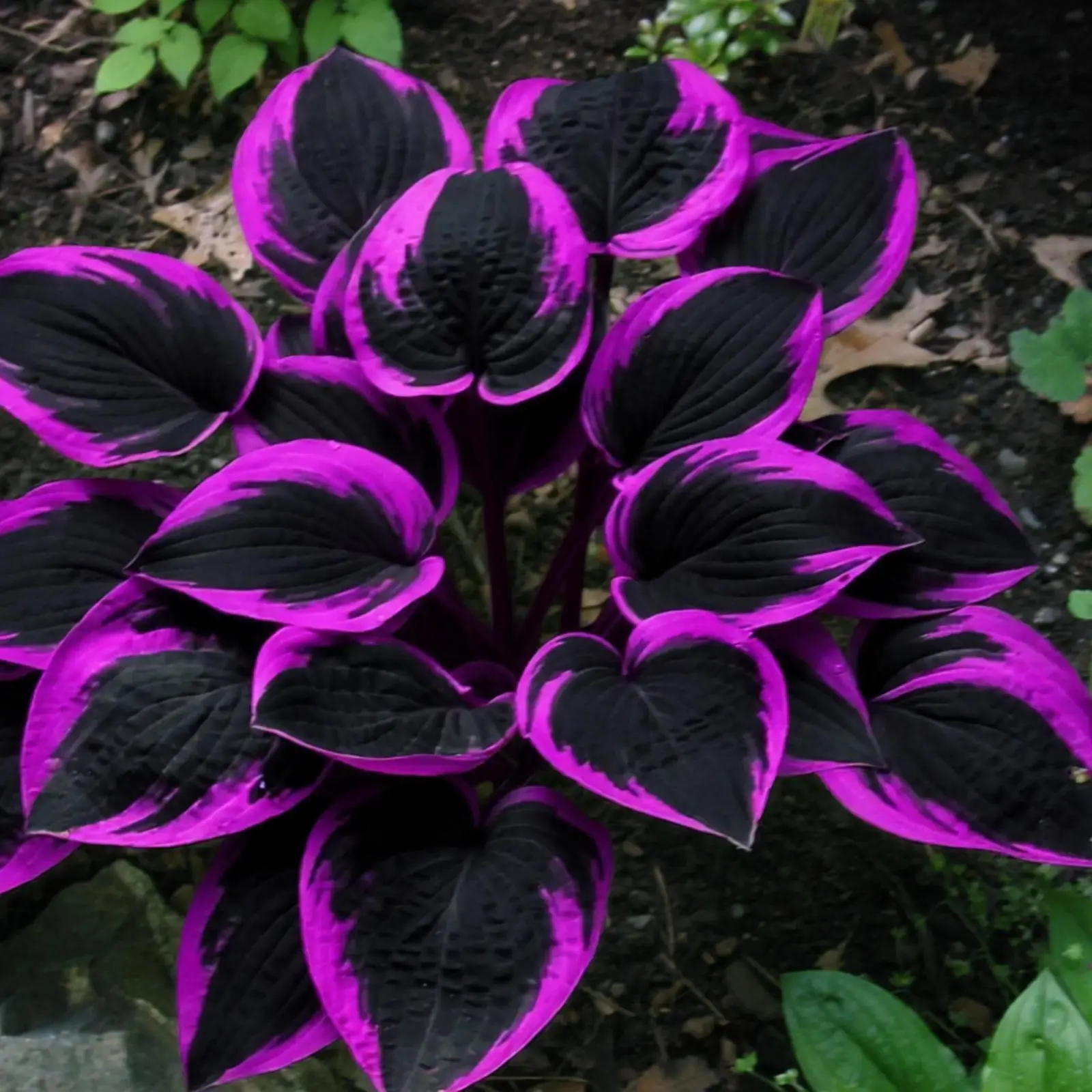 300 high-quality hosta seeds  . guaranteed viable with no bad seeds. A perennial shade plant, perfect for gardens and yards. Made in the USA |   Non-GMO |