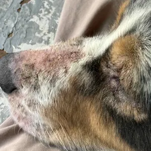 Aniwell DermaPrex: A New Age Natural Solution for Itching & Allergies