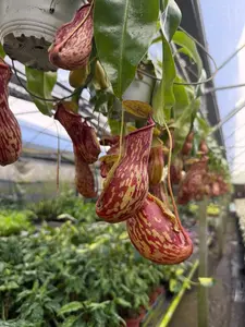 Nepenthes St Gaya "Carnivorous Tropical Pitcher" - 2" Pot inches