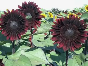 50pcs Survival Garden Seeds Chocolate Cherry Sunflower Seed for Planting - Packet with Instructions to Plant & Grow Beautiful Flowers in Your Home Vegetable & Flower Garden - Non-GMO Heirloom Variety