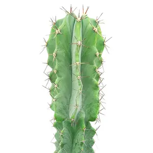 Polaskia Chichipe Cactus