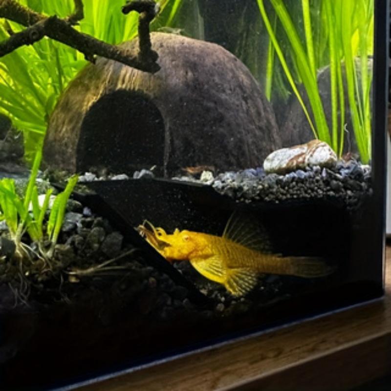 Fish Tank Corner Cave Hideaway & Observation Window, Aquarium Decorative Hiding Spot, Fish Shrimp Habitat Enhancement