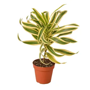 212 MAIN Variegated Upright Dracaena Song of India Indoor House Plant, Variegated Leaves, Upright Growth, 4" Pot, Low Care, for Indoor Use