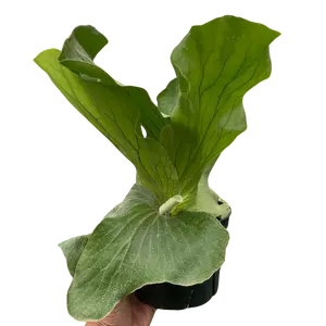 Fern 'Elephant'