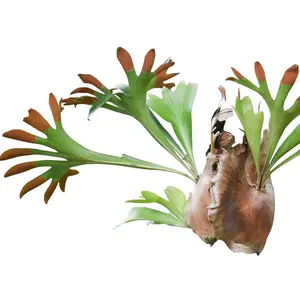 Platycerium Hillii Papua Live Staghorn Fern, Indoor-Outdoor Garden Plant
