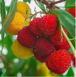 1 Strawberry Tree, ARBUTUS UNEDO exotic fruit rare flowering madroño , Starter live Plant ship in pot 3 inch to 6 inch tall