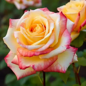 Rainbow Rose Seeds – Colorful Climbing Roses for Garden Trellis & Home Decor