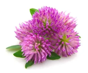 Todd’s Seeds Red Clover Sprouting Seeds | Non-GMO, High Germination Superfood | Easy Indoor Sprouting for Fresh, Nutrient-Packed, Sweet Crunchy Sprouts
