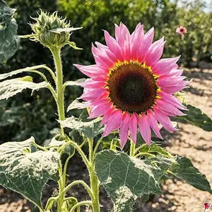 50 Pink Sunflower Perennial Seeds | Rare Heirloom Variety for Stunning Garden Decor