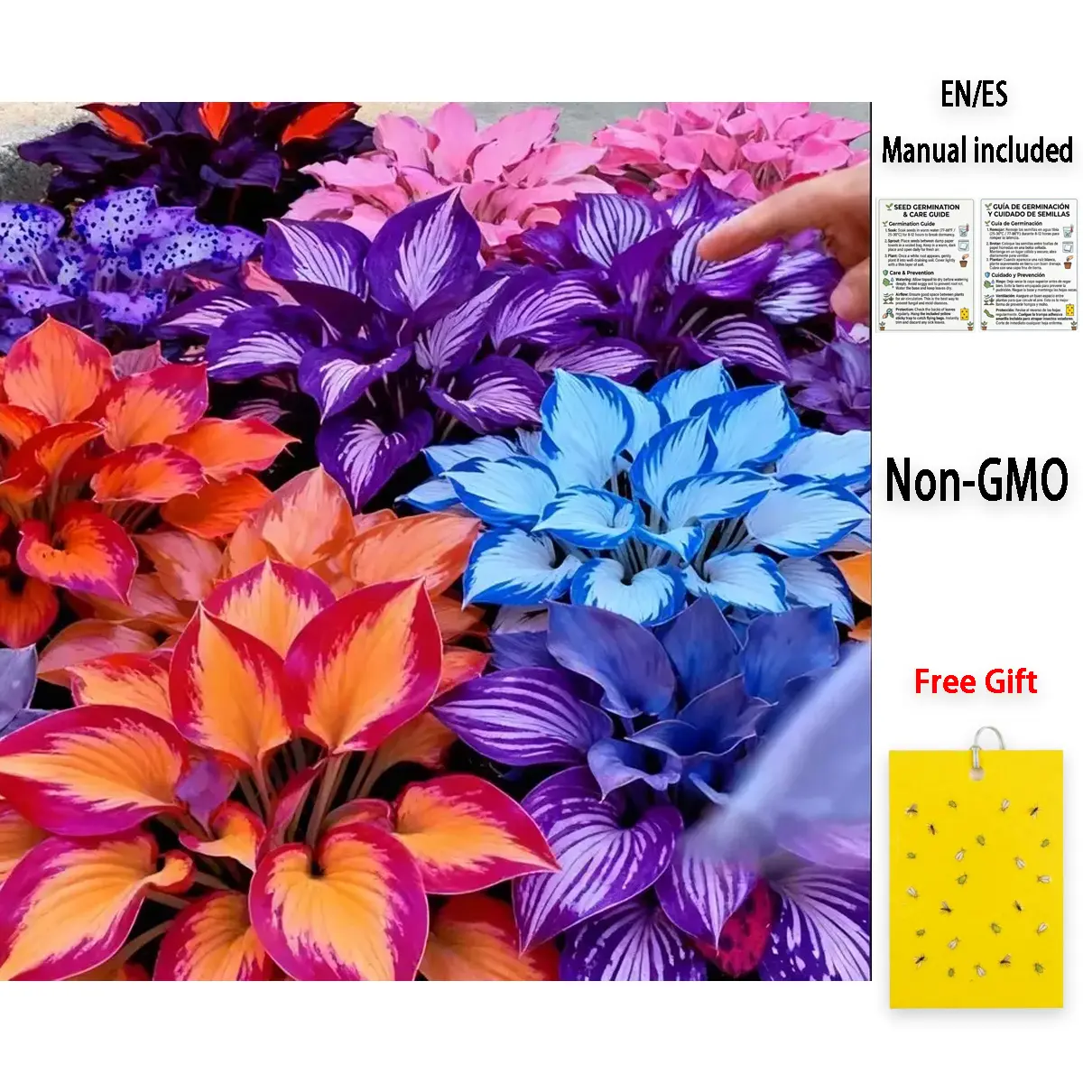 200 Pcs Premium Mixed Color Hosta Seeds | Lush Vibrant Foliage | Non-GMO Verified - for Shade Gardens, Under Tree & Patio Planting, Beginner-Friendly, Elegant Ornamental Plants